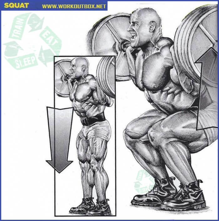 Squat - Leg Calves Butt Workouts Healthy Fitness Body Plan Abs