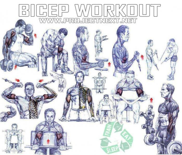 Bicep Workout Plan - Fitness Arm Training Routine Healthy Life