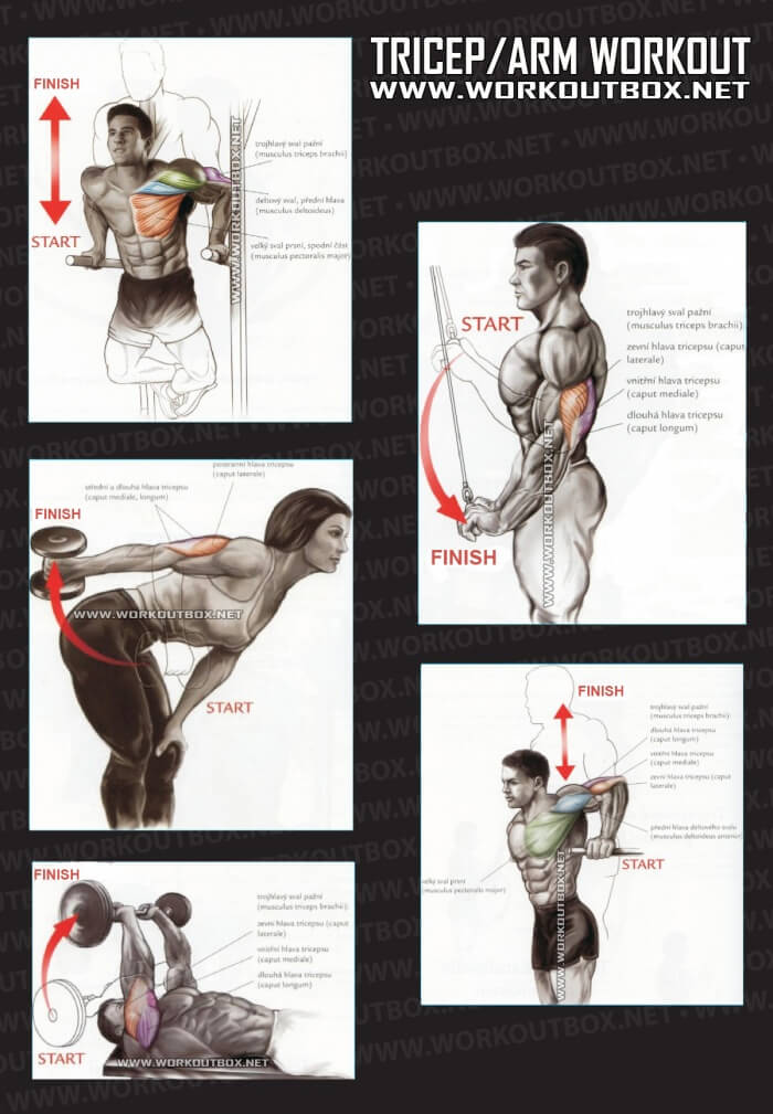 Tricep Workout - Healthy Fitness Training Routine Arm Sixpack Ab