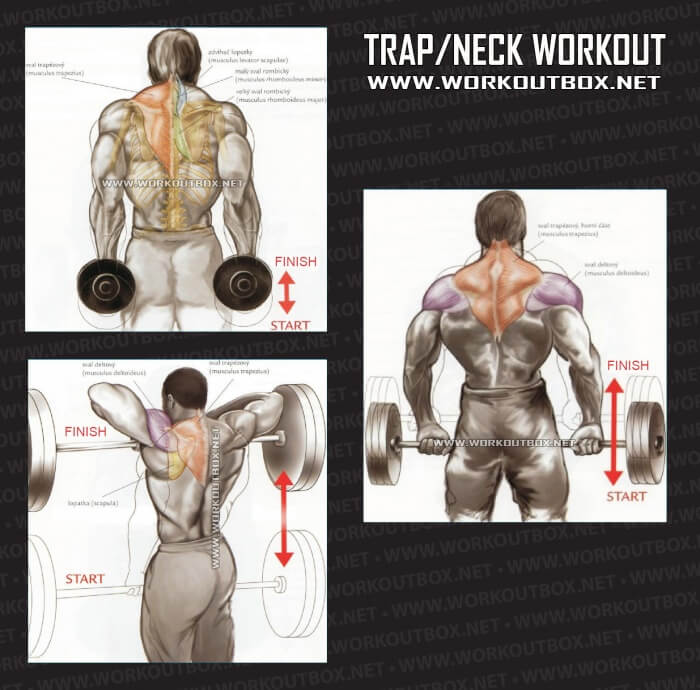 Trap Neck Workout - Healthy Fitness Training Routine Back Abs