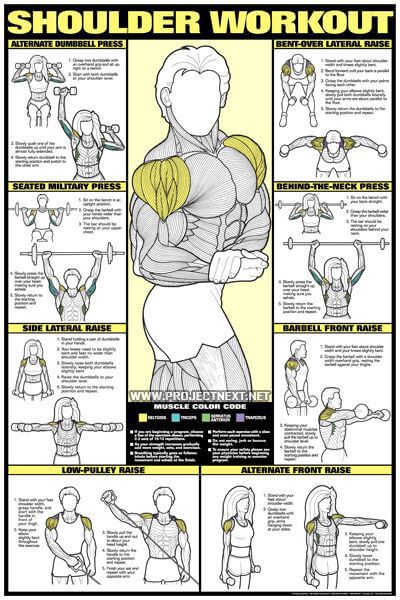Shoulder Workout Chart - Healthy Fitness Training Exercises Back