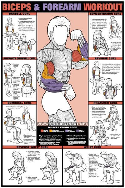 Biceps And Forearm Workout Chart - Healthy Fitness Training Arms