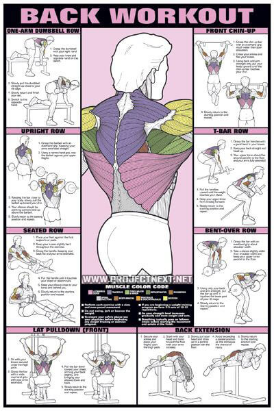Back Workout Chart - Healthy Fitness Training Exercises Shoulder