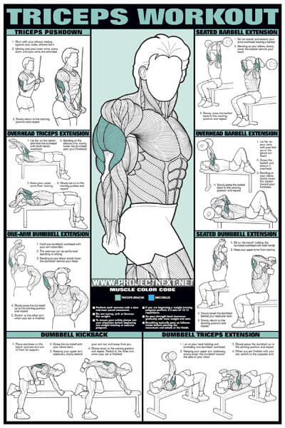 Triceps Workout Chart - Healthy Fitness Training Exercises Arms