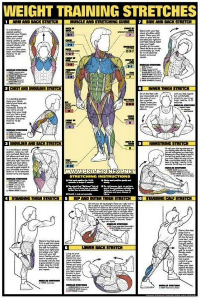 Weight Training Stretches Chart - Healthy Fitness Workout Body