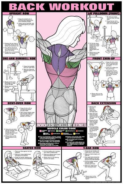 Back Female Workout Chart - Healthy Fitness Training Shoulder Ab