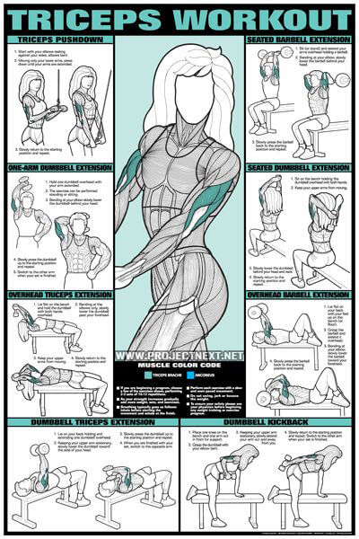 Triceps Female Workout Chart - Healthy Fitness Training Arms Abs