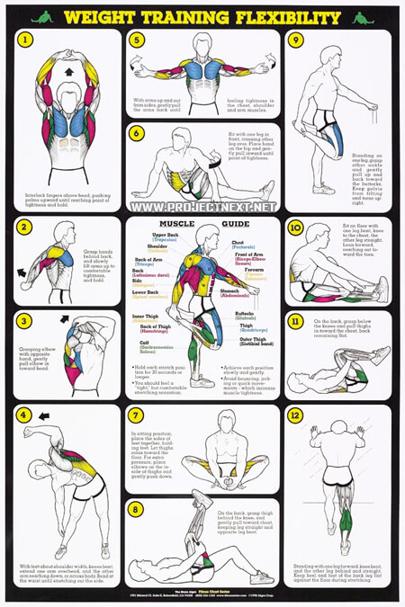 Weight Training Flexibility Workout Chart - Healthy Fitness Arms