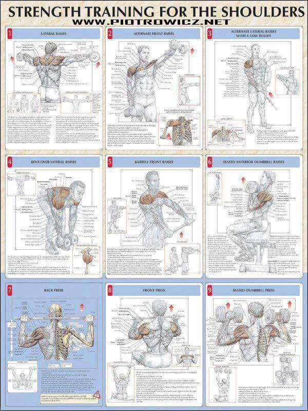 Strength Training For The Shoulders - Healthy Back Arms Workout