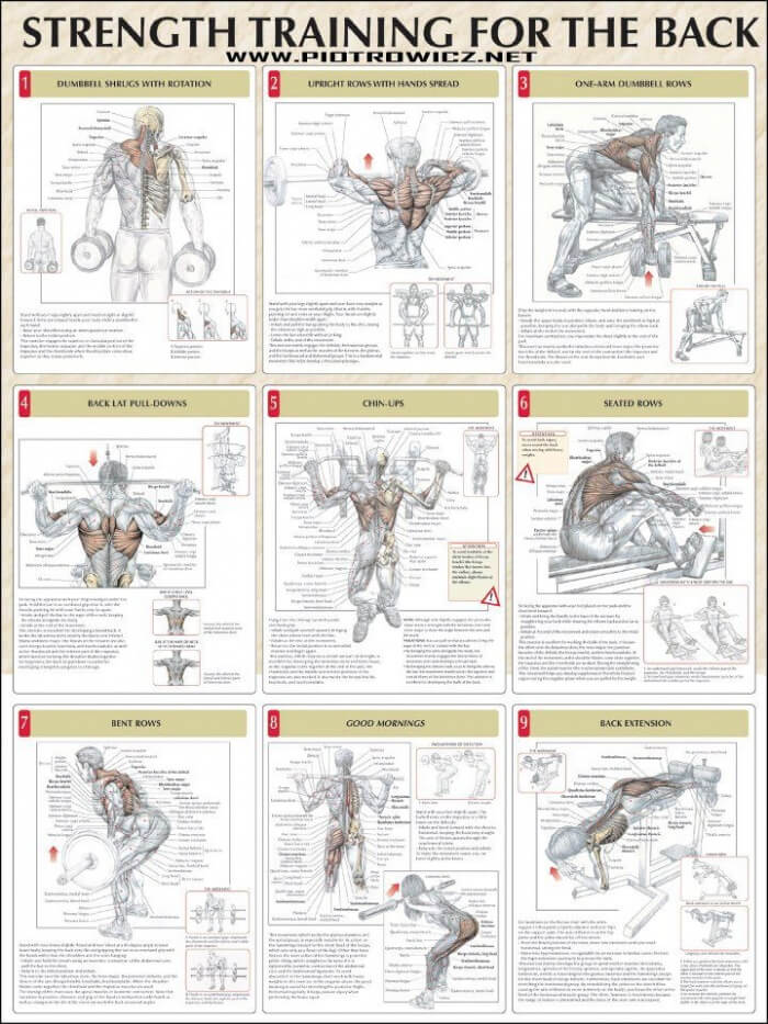 Strength Training For The Back - Healthy Shoulders Arms Workout Strength Training For The Back - Healthy Shoulders Arms Workout