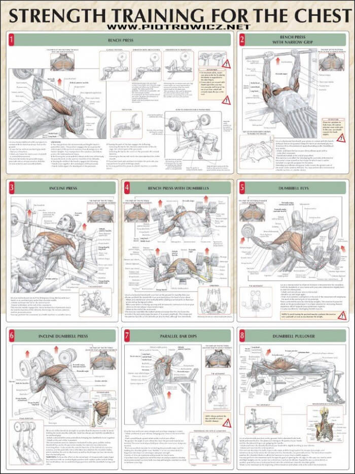 Strength Training For The Chest - Healthy Arms Shoulders Workout