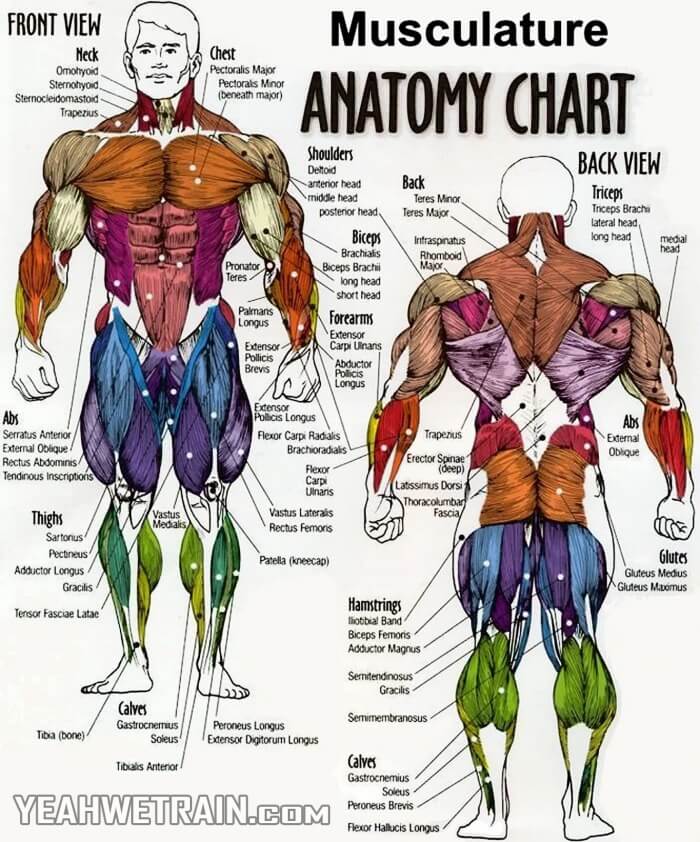 Musculature: Anatomy Chart - Best Fitness How To Get Plan Tips