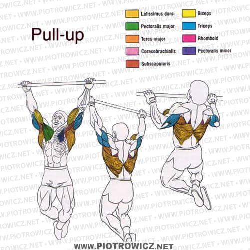 Muscles Targeted by Push-Up - Fitness Workout Plan Training Back