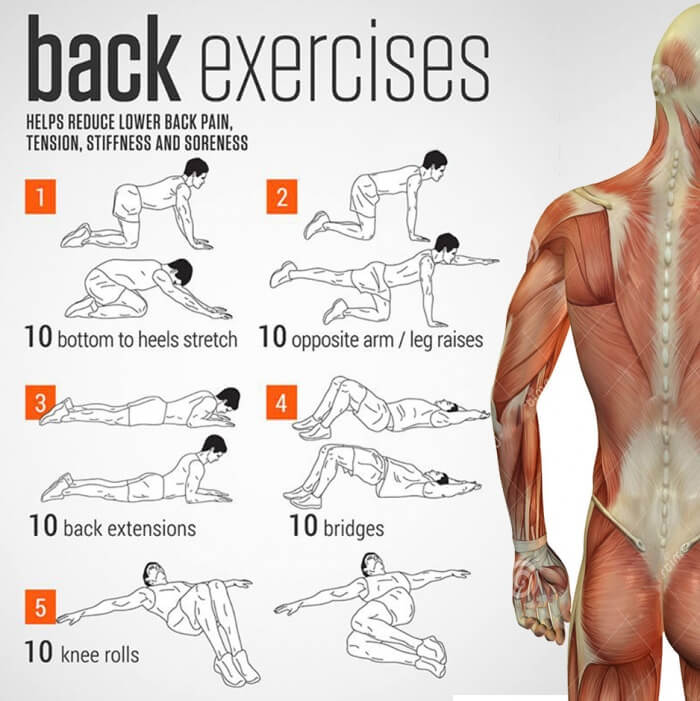 Back Exercises Charts - Health Helps Reduce Lower Back Pain Sore