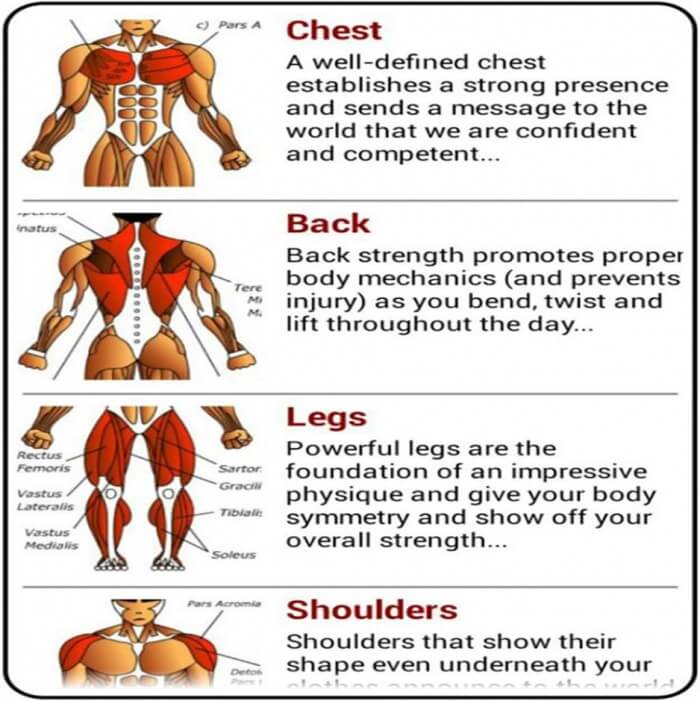 Body Muscles - Healthy Fitness Chest Back Leg Shoulders Muscle
