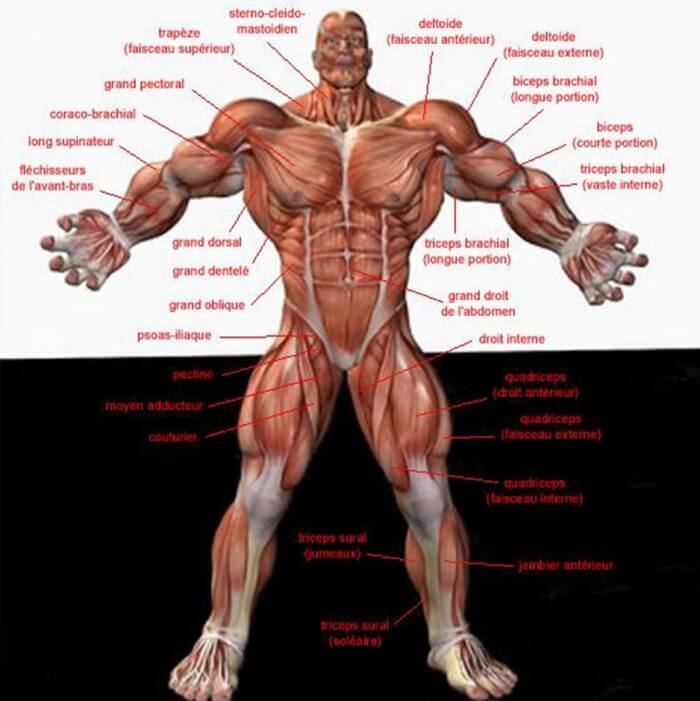 Front Body Muscle Chart - Fitness Training Health Chest Shoulder