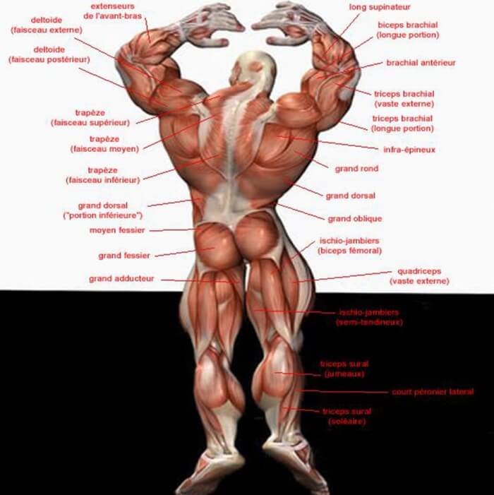 Back Body Muscle Chart - Fitness Training Health Shoulder Legs