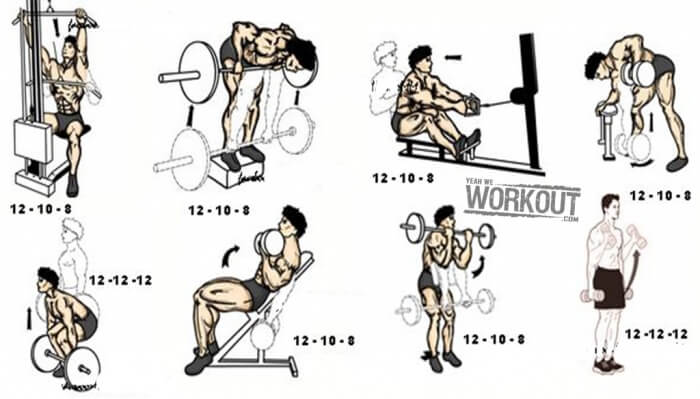 Back And Biceps Training Plan - Health Fitness Workout Routine