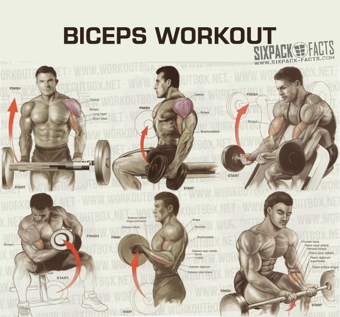 THE BEST BICEPS WORKOUT PLAN - Healthy Fitness Training Routine