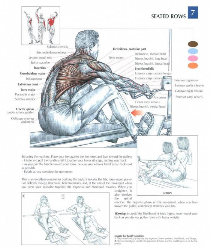 Seated Rows: Strong Back Exercises - Healthy Body Heavy Weight
