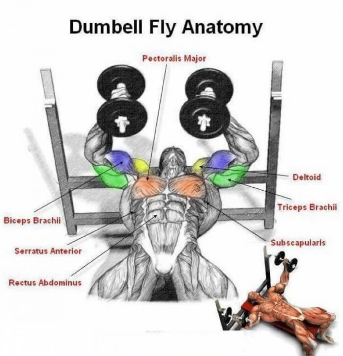 Dumbbell Fly Anatomy: Chest Exercises - Heavy Weight Bread Train