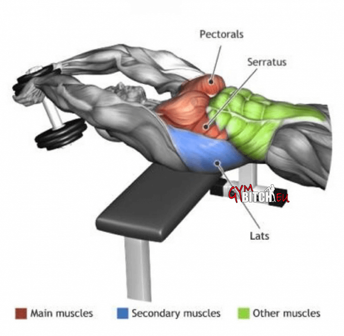 Dumbbell Pullover Chest Exercises Healthy Fitness Workouts Body