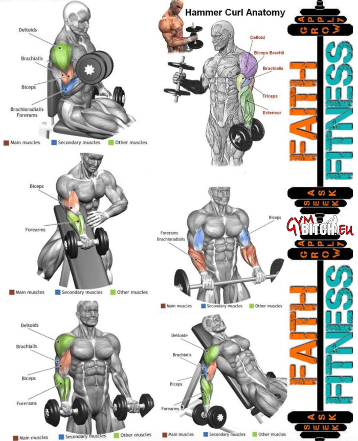 Perfect Biceps Exercises Anatomy Healthy Arms Fitness Workouts