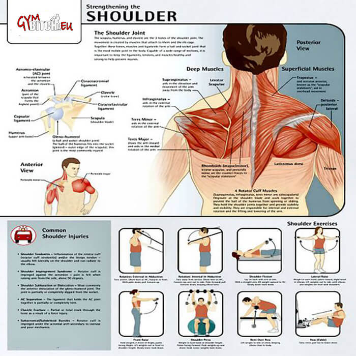 Strengthening The Shoulder - Healthy Fitness Shoulders Workout