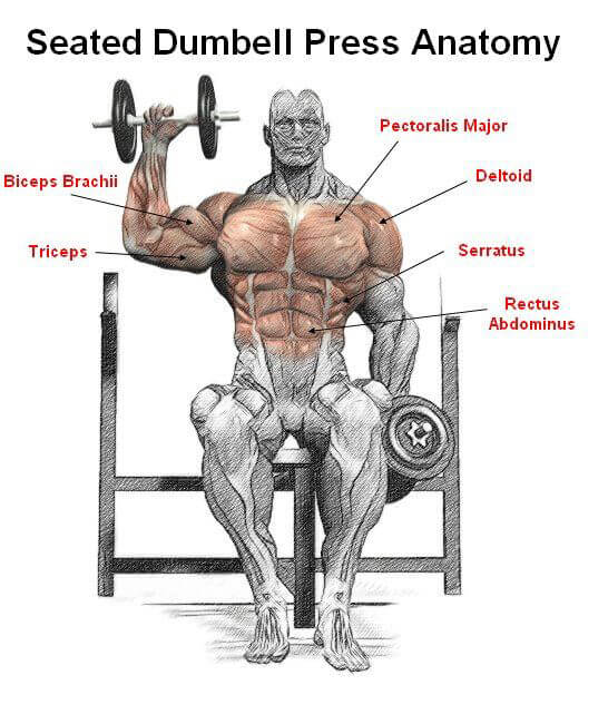 Seated Dumbbell Press Anatomy - Healthy Fitness Shouder Workout