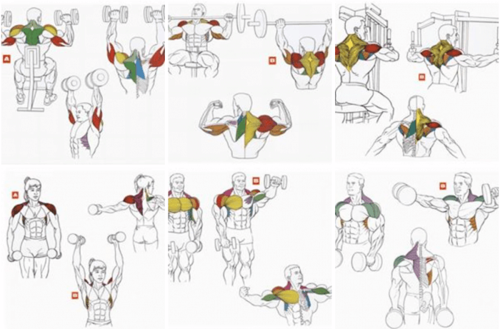 Shoulder Neck Training Exercises ! Healthy Fitness Workouts Plan