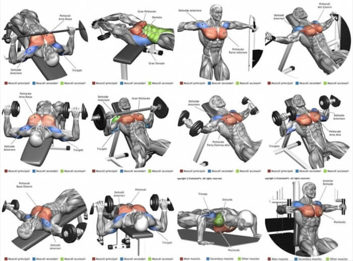 Top Chest Exercises - Best Fitness Training Plan Full Body Back