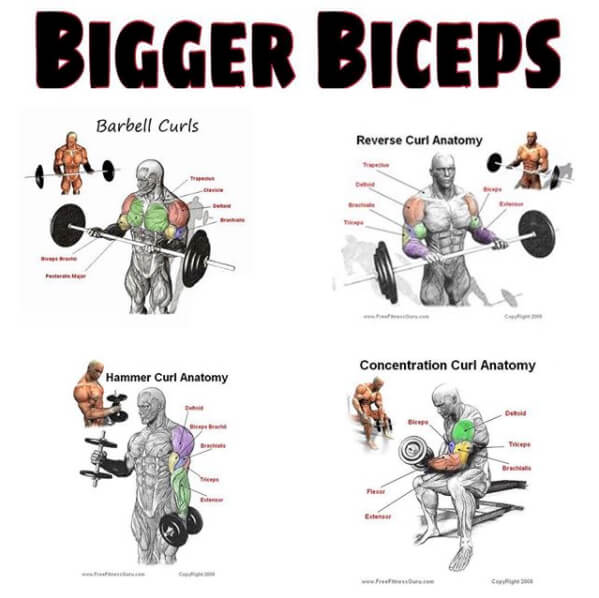 Bigger Biceps Workout ! Healthy Fitness Training Plan