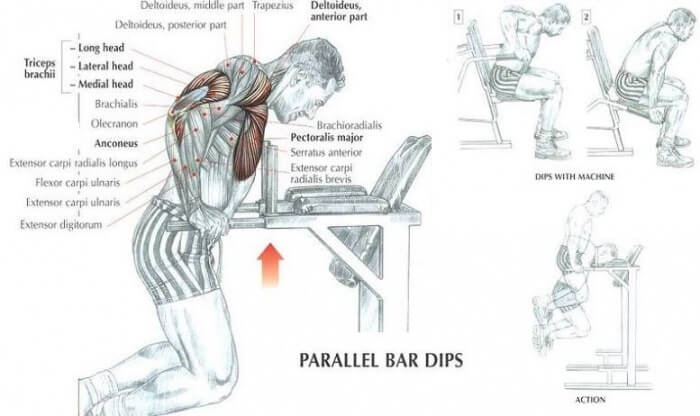 Parallel Bar Dips! Chest and Triceps Workout