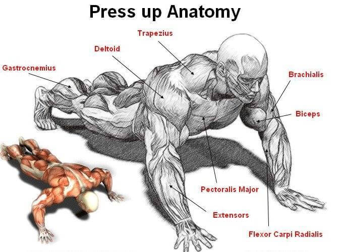 Press Up Anatomy! Chest and Arms Workout