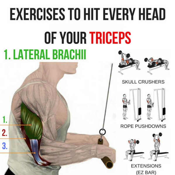 Lateral Brachii 1 Exercises To Hit Every Head Of Your Triceps!