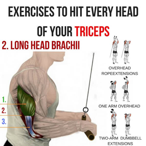 Long Head Brachii 2 Exercises To Hit Every Head Of Your Triceps!