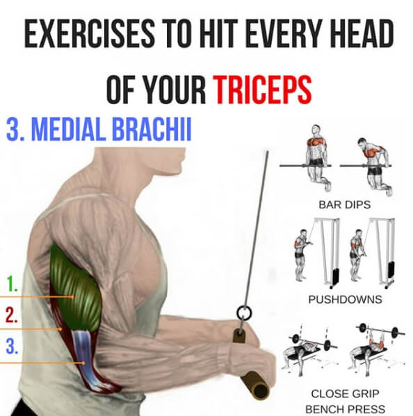 Medial Brachii 3 Exercises To Hit Every Head Of Your Triceps! 