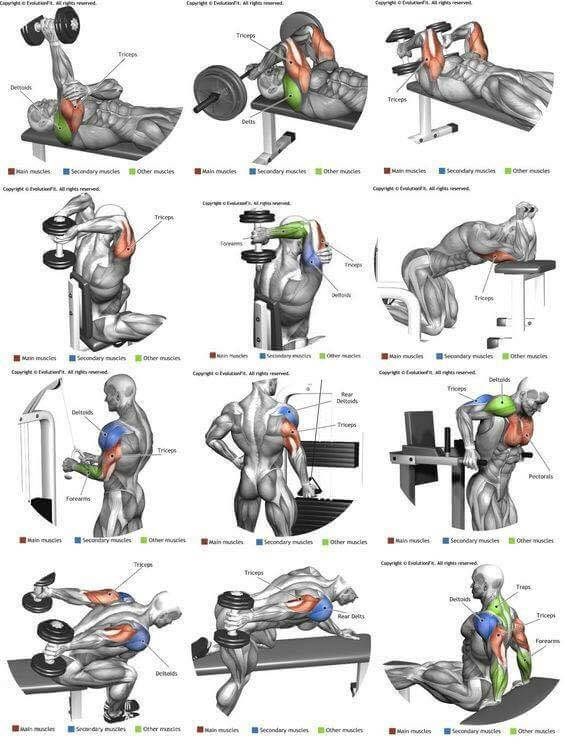 Best Of Triceps Exercises! Hardcore Arm Training Plan