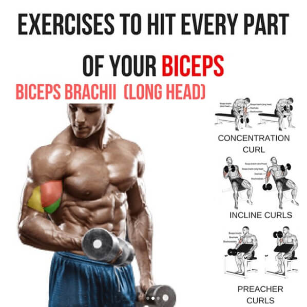 Brachii Long Head Exercises To Hit Every Part Of Your Biceps!