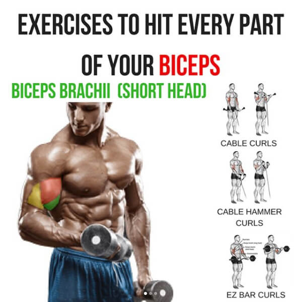 Brachii Short Head Exercises To Hit Every Part Of Your Biceps!