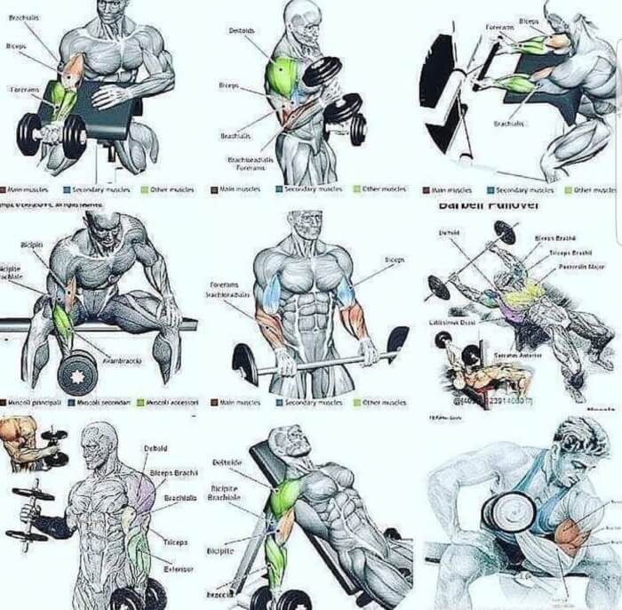 All Best Arm Exercises! Fit Biceps Everytime