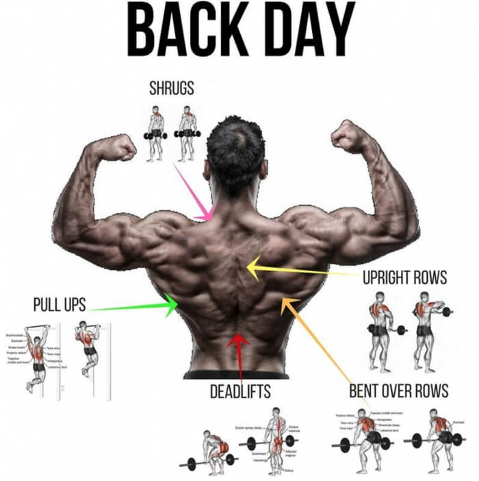 Back Day Workout Plan! Healthy Fitness Strong Lat Training