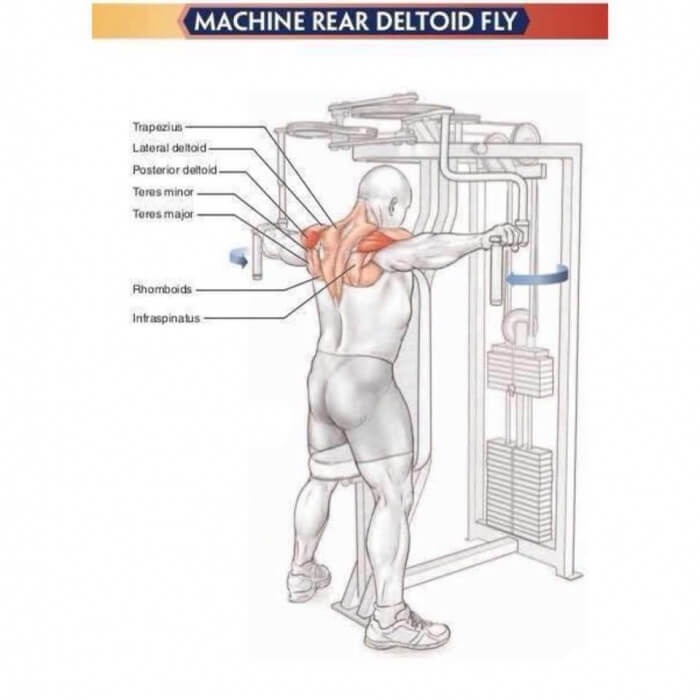Amazing Shoulder Exercises 3: Machine Rear Deltoid Fly