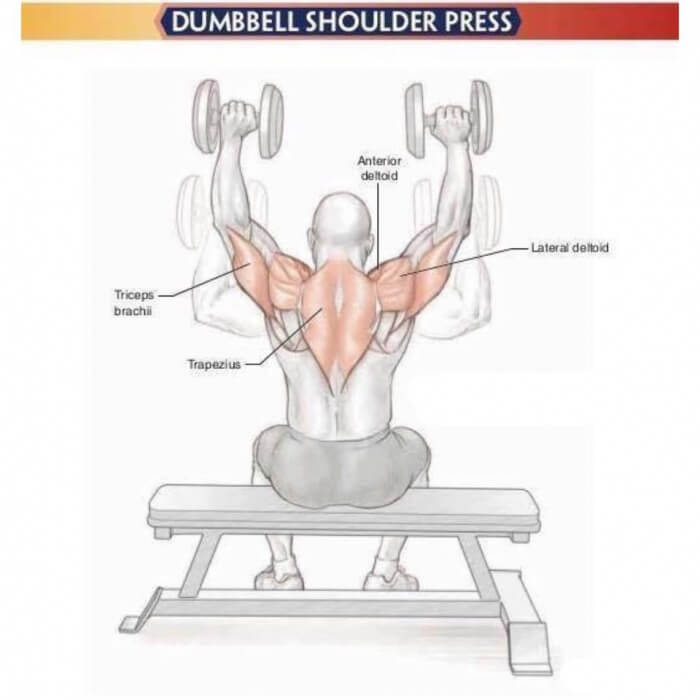Amazing Shoulder Exercises 4: Dumbbell Shoulder Press