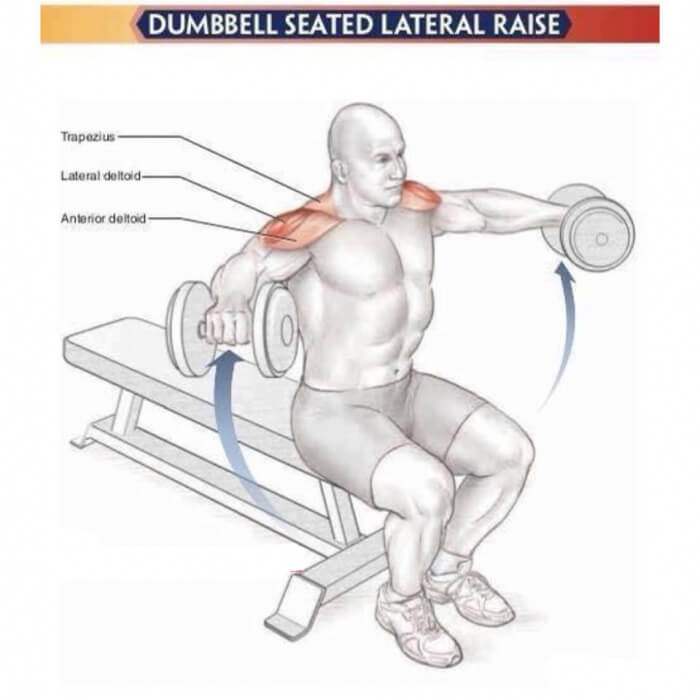 Amazing Shoulder Exercises 5: Dumbbell Seated Lateral Raise