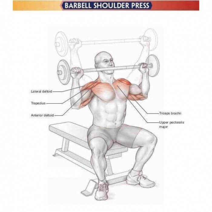 Amazing Shoulder Exercises 8: Barbell Shoulder Press