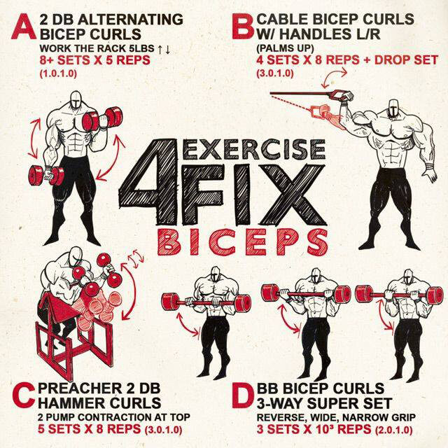 4 Exercise Fix Biceps! Healthy Fitness Arm Training Bicep Work